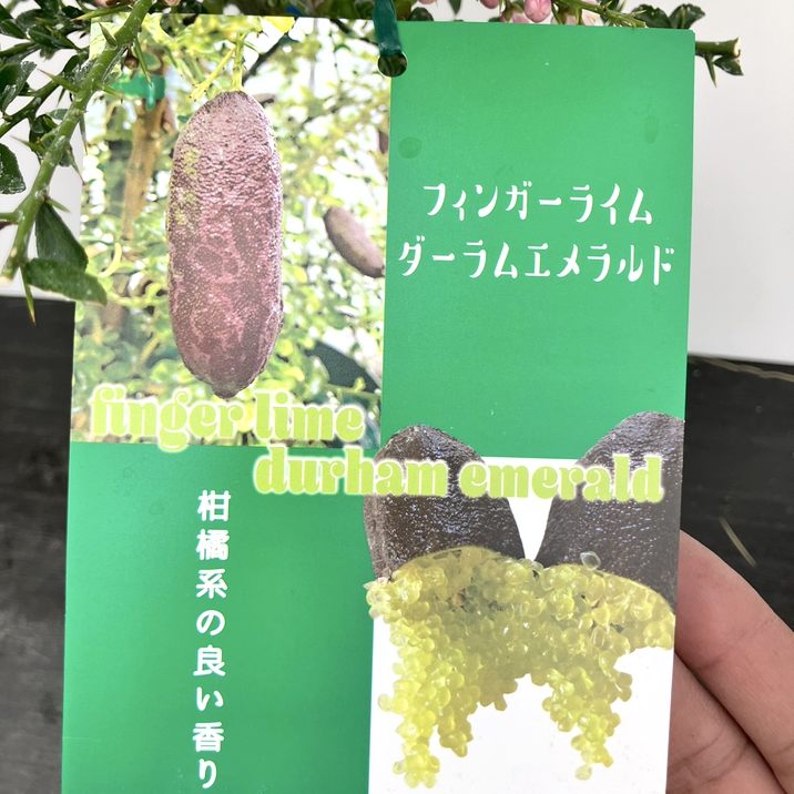 フィンガーライム5号鉢①ダーラムエメラルド　接ぎ木　大きめの実＆小さい実多数 フィンガーライム 5号ロングスリット鉢 ダーラムエメラルド