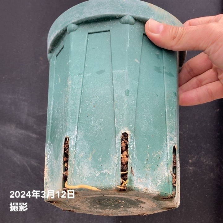 フィンガーライム 5号ロングスリット鉢 ダーラムエメラルド｜柑橘