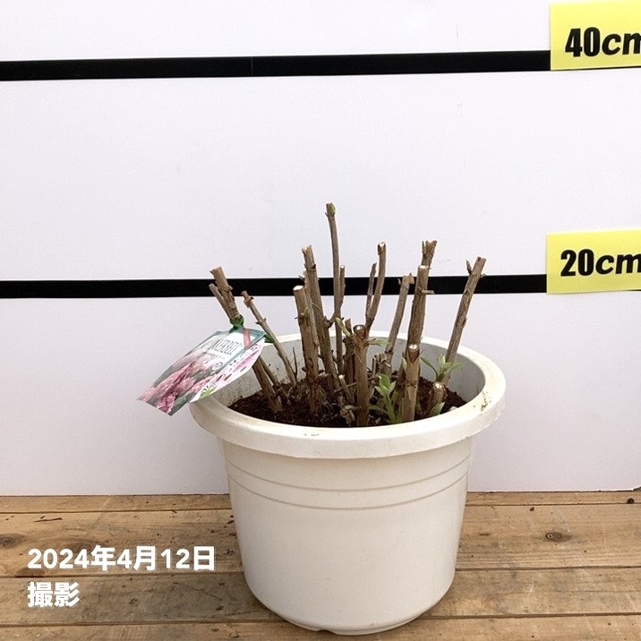 大株＞アジサイ ピンクのアナベル ピンカーベル 8号 PVP｜花木10-TU