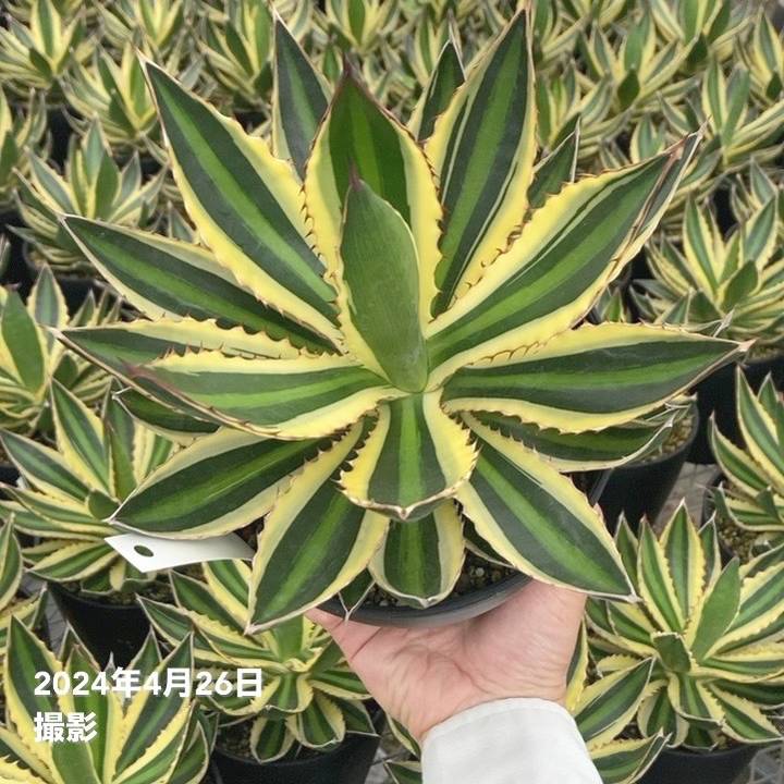 アガベ 五色万代　超レア株 アガベ 五色万代(斑入) 【多肉植物 7号鉢／1個売り】 : shopooo