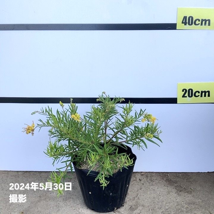 グレビレア イエロードロップ 5号 ※お届けに10日程度かかる場合が