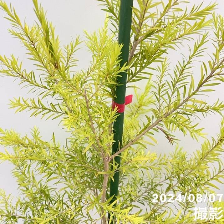 数量限定】メラレウカ レボリューション ゴールド 8号 ※お届けに10日