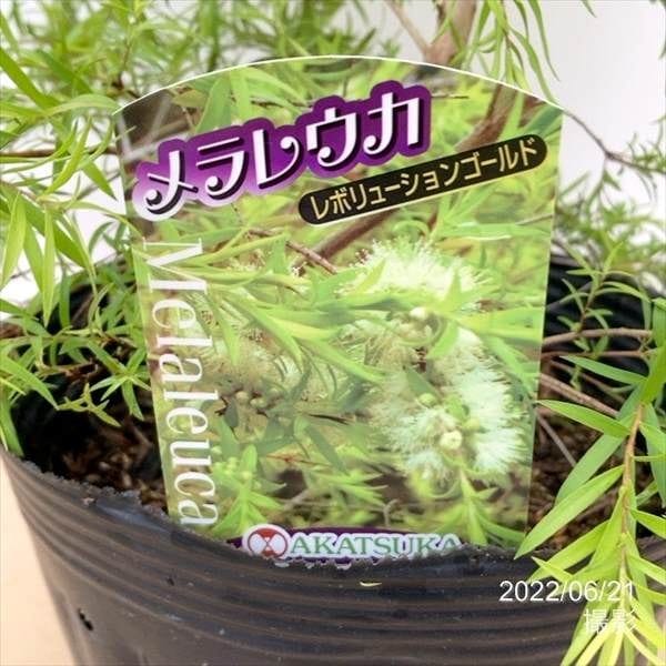 数量限定】メラレウカ レボリューション ゴールド 8号 ※お届けに10日