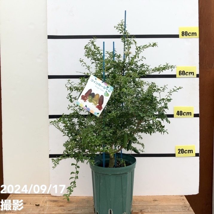 決算P5倍！10%OFF！8/2まで】【数量限定】＜実付き＞フィンガーライム