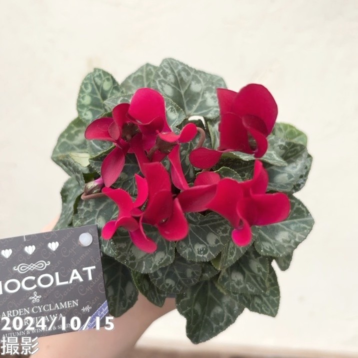 ガーデンシクラメン ショコラ Chocolat 3号×3株セット｜草花04-PA