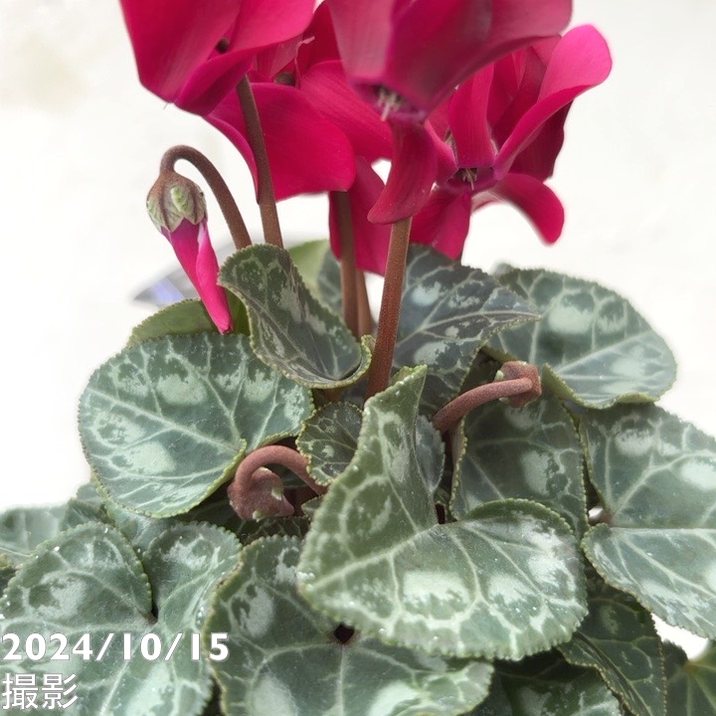 ガーデンシクラメン ショコラ Chocolat 3号×3株セット｜草花04