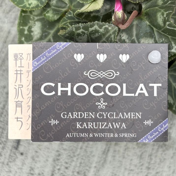 ガーデンシクラメン ショコラ Chocolat 3号×3株セット｜草花04-PA