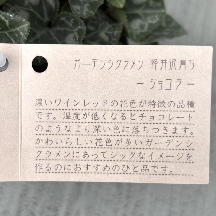 ガーデンシクラメン ショコラ Chocolat 3号×3株セット｜草花04-PA