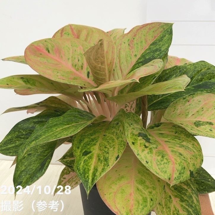 19 アグラオネマ　ピンクイメリタス　とても上品な色味　可愛い丸葉　レア品種 40 アグラオネマ ピンクイメリタス 激レア とても上品な色合い - メルカリ