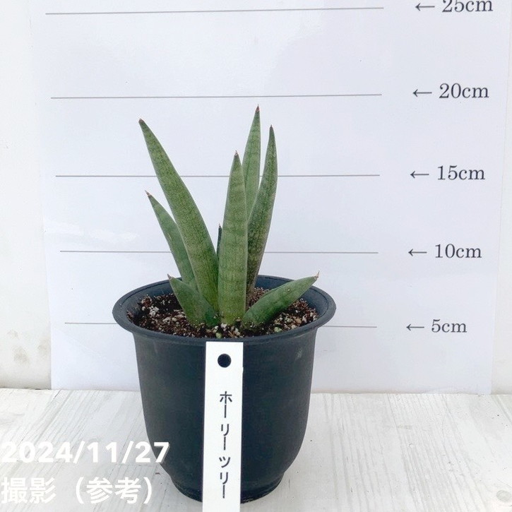 サンスベリア 3.5号 ホーリーツリー 黒プラ鉢｜観葉02-D2 | 観葉・多肉