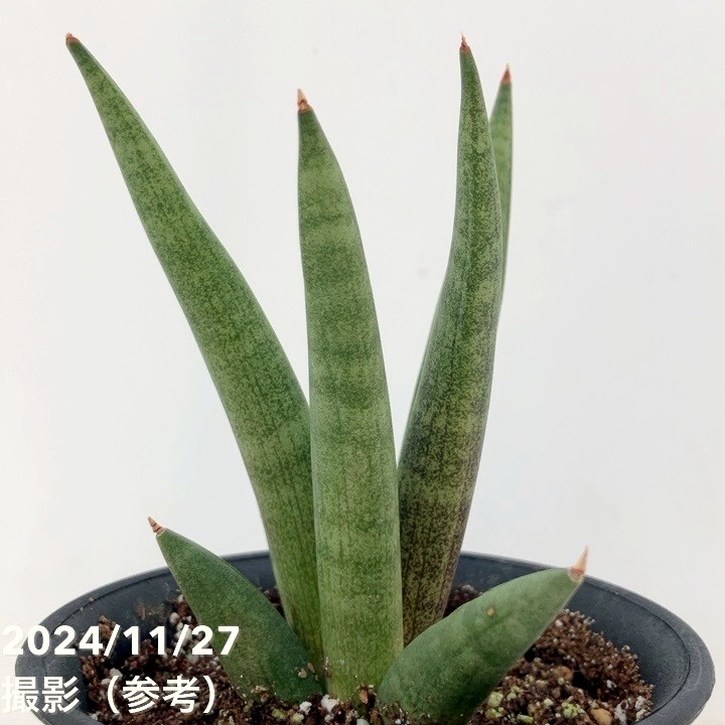 期間限定10％OFF！】サンスベリア 3.5号 ホーリーツリー 黒プラ鉢