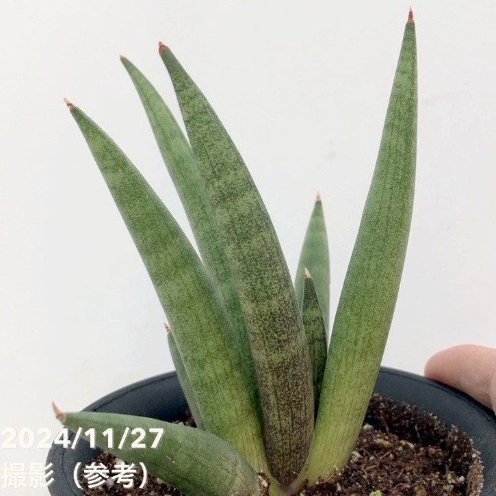 決算P5倍！10%OFF！8/2まで】サンスベリア 3.5号 ホーリーツリー 黒