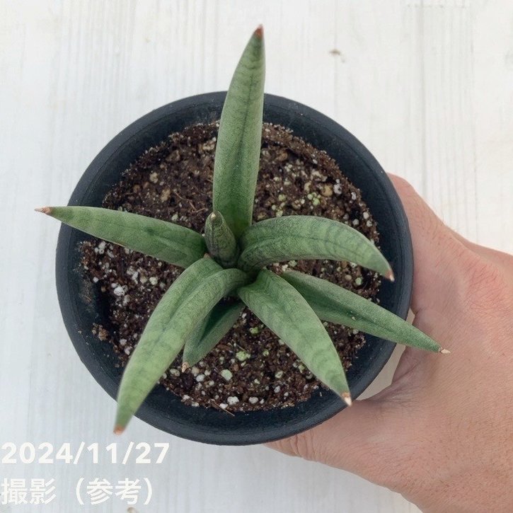 期間限定10％OFF！】サンスベリア 3.5号 ホーリーツリー 黒プラ鉢