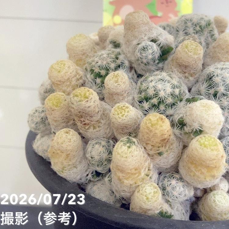 決算P5倍！8/2まで】サボテン 小春日和 4号｜観葉04-PA | 観葉・多肉
