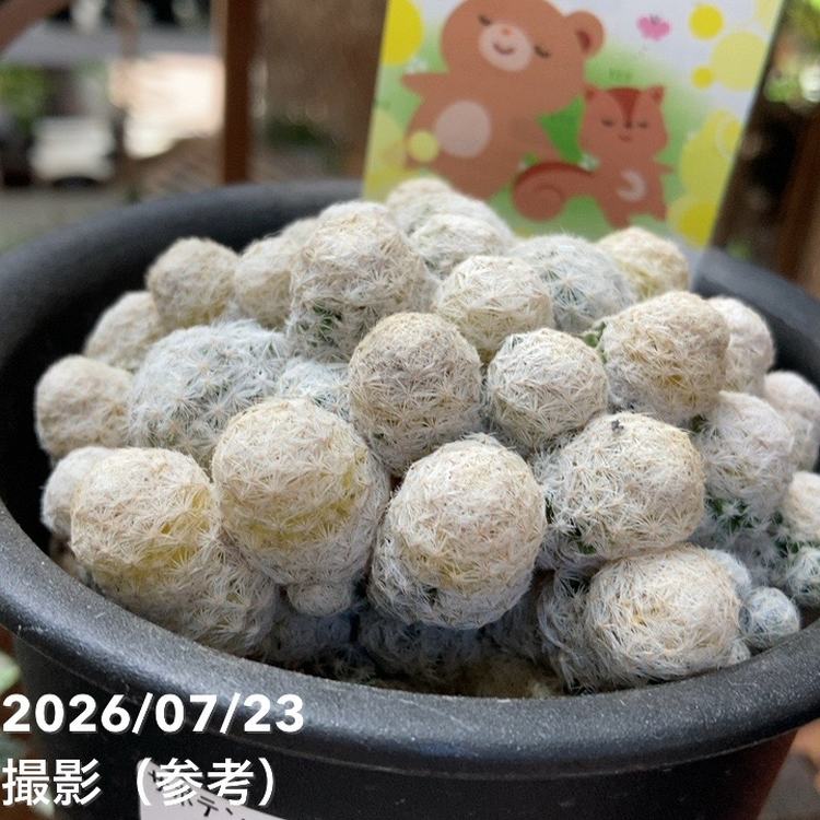 決算P5倍！8/2まで】サボテン 小春日和 4号｜観葉04-PA | 観葉・多肉