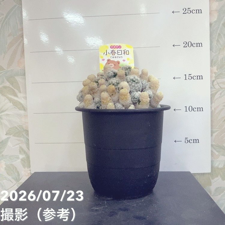 決算P5倍！8/2まで】サボテン 小春日和 4号｜観葉04-PA | 観葉・多肉