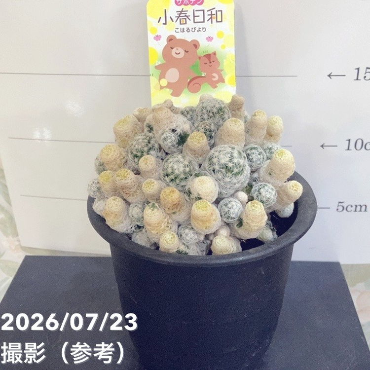 サボテン　姫春星　ひめはるぼし　小春日和　斑入り　４号鉢 サボテン 小春日和 4号｜観葉04-PA | 観葉・多肉 | 赤塚植物園
