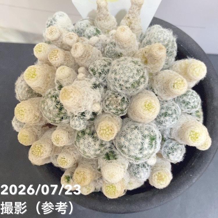決算P5倍！8/2まで】サボテン 小春日和 4号｜観葉04-PA | 観葉・多肉