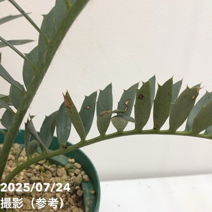 激レア！現品お届け】エンセファラルトス アレナリウス（Enephalartos