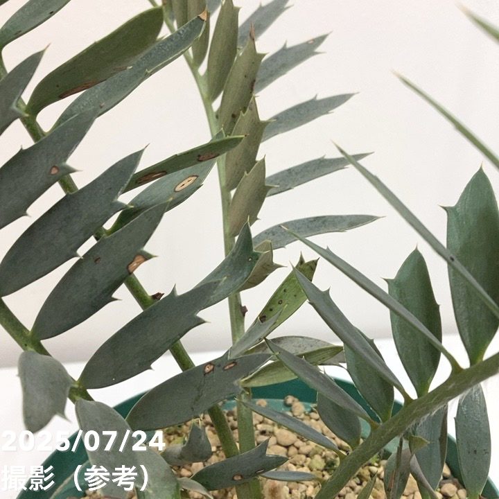 激レア！現品お届け】エンセファラルトス アレナリウス（Enephalartos