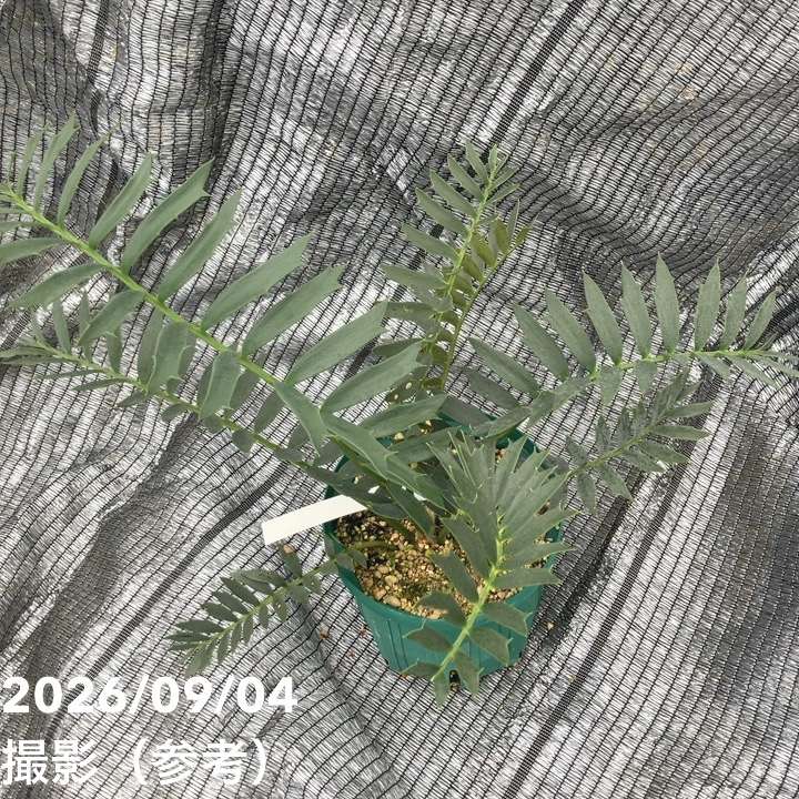 激レア！現品お届け】エンセファラルトス アレナリウス（Enephalartos
