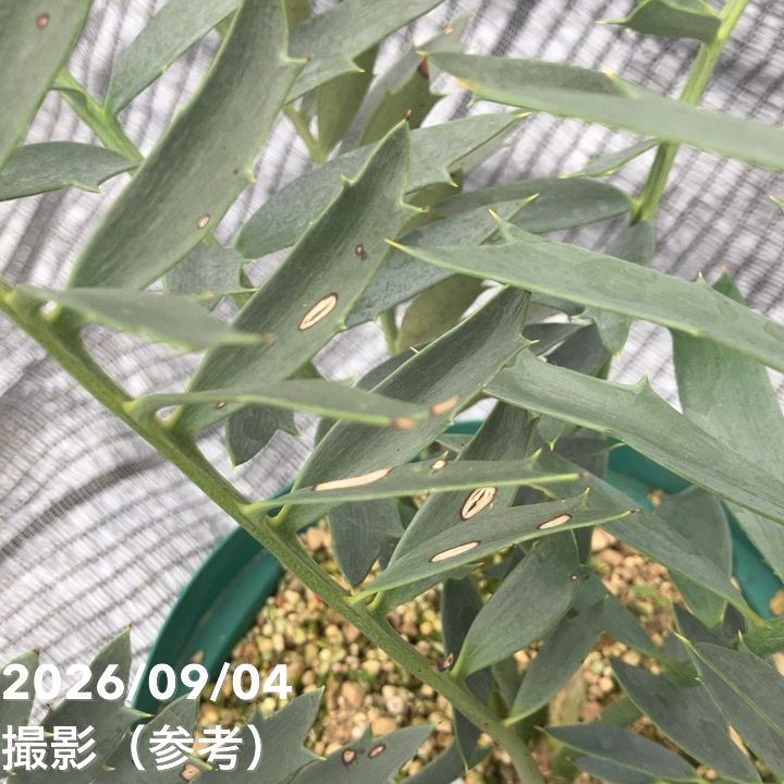 激レア！現品お届け】エンセファラルトス アレナリウス（Enephalartos