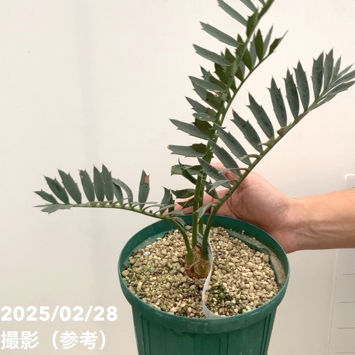 激レア！現品お届け】エンセファラルトス アレナリウス（Enephalartos