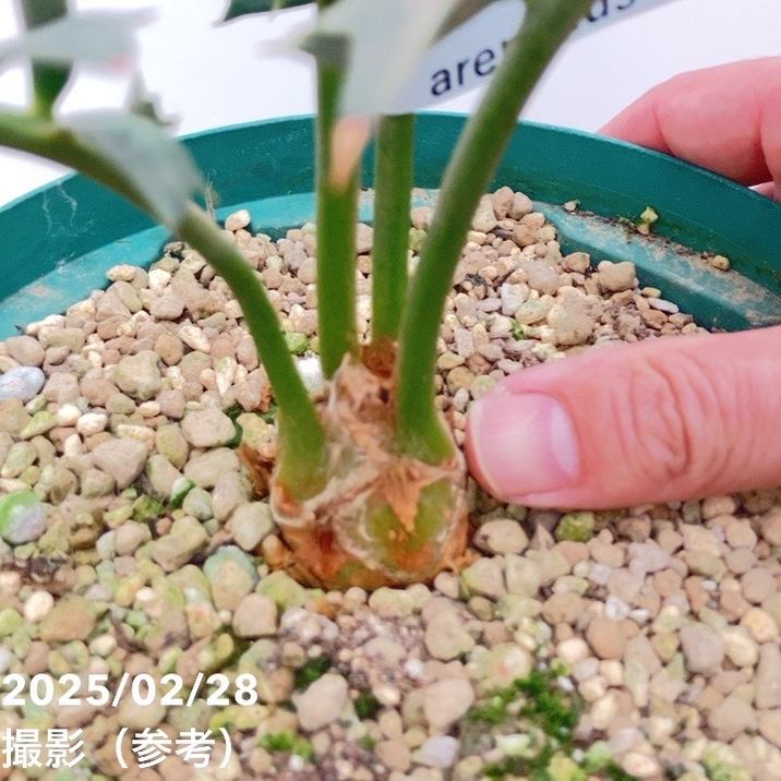 激レア！現品お届け】エンセファラルトス アレナリウス（Enephalartos