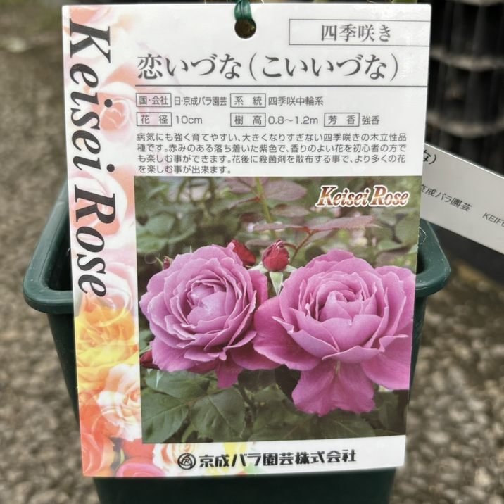 バラ大苗 恋いづな（こいいづな） 6号 京成バラ園芸｜花木04-PA | 花木