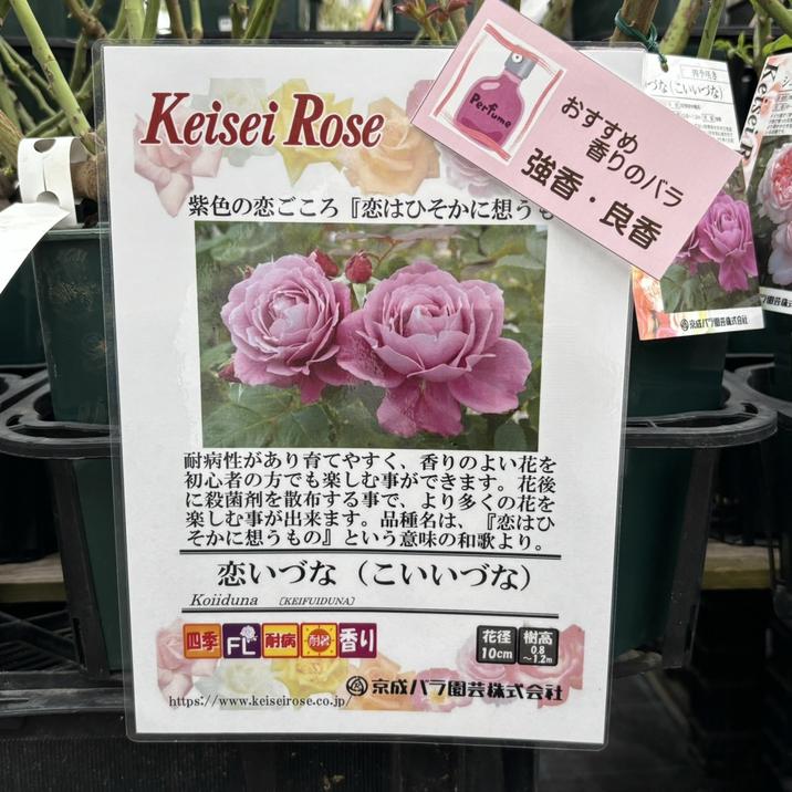 バラ大苗 恋いづな（こいいづな） 6号 京成バラ園芸｜花木04-PA | 花木