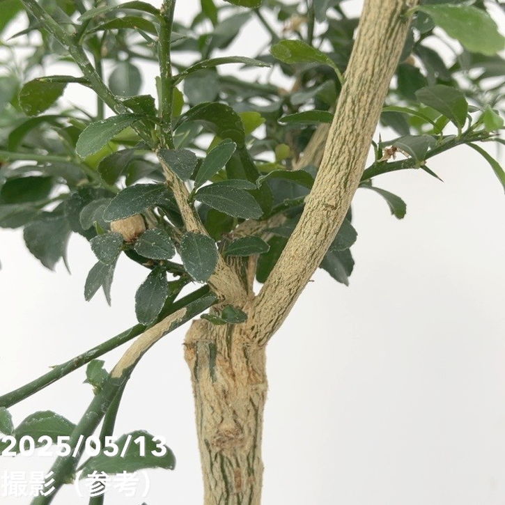 こるふぁーむ フィンガーライム 5号 サンシャインイエロー（代引き不可