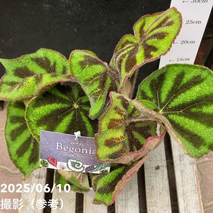 ベゴニア マソニアーナ マクラータ Begonia masoniana maculata 6号