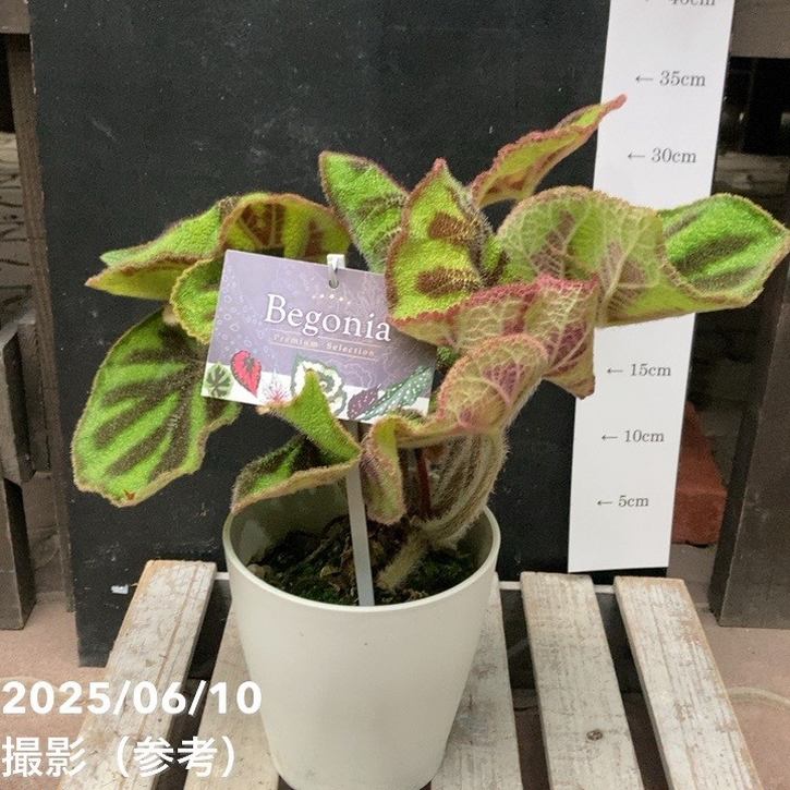 ベゴニア・マクラータ（Begonia maculata）斑入り株の出品です