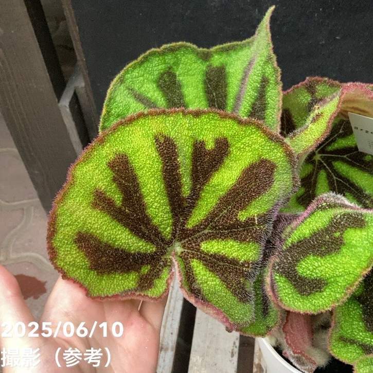 ベゴニア マソニアーナ マクラータ Begonia masoniana maculata 6号