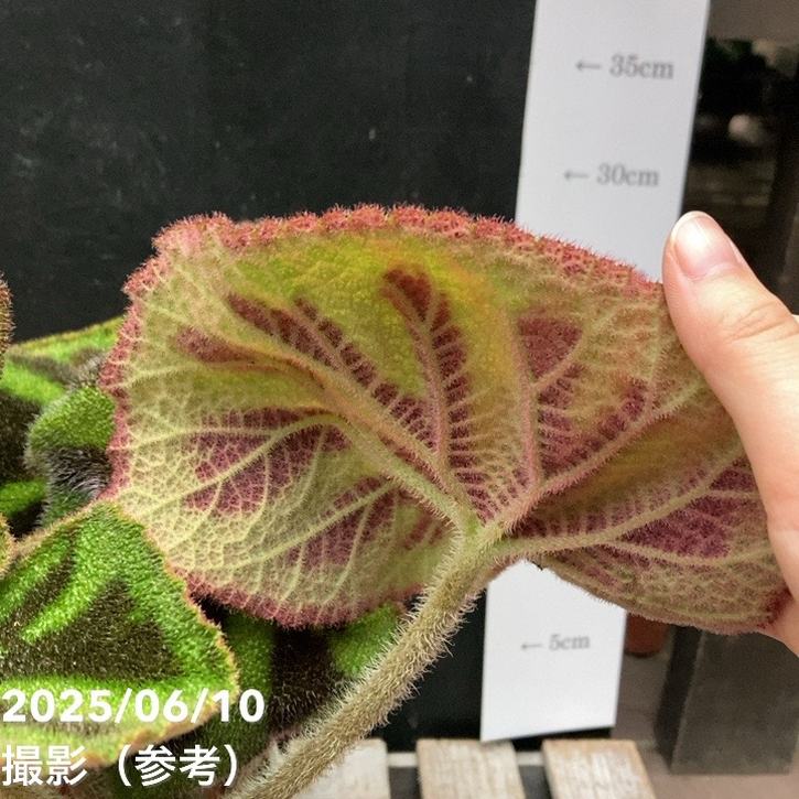 ベゴニア マソニアーナ マクラータ Begonia masoniana maculata 6号