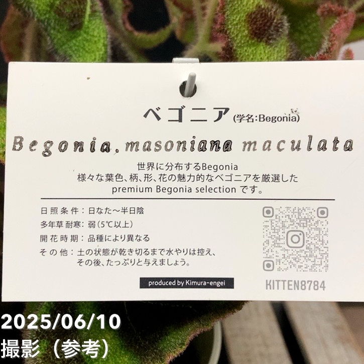 ベゴニア マソニアーナ マクラータ Begonia masoniana maculata 6号｜観葉04-PA
