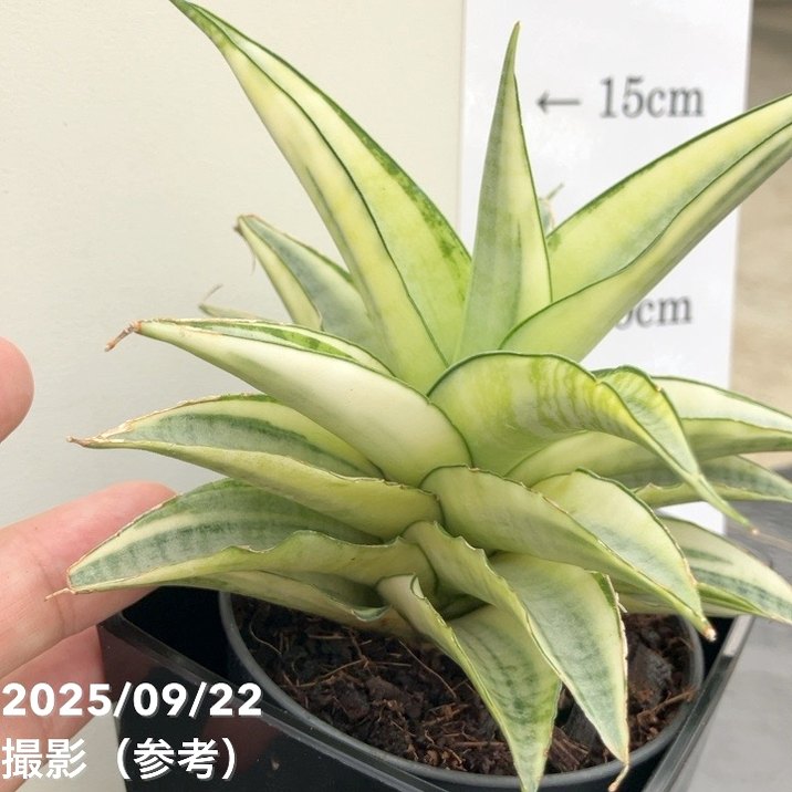 サンスベリア 3.5号角鉢 ガブリエラ ホワイトバリエガータ 6-7cm