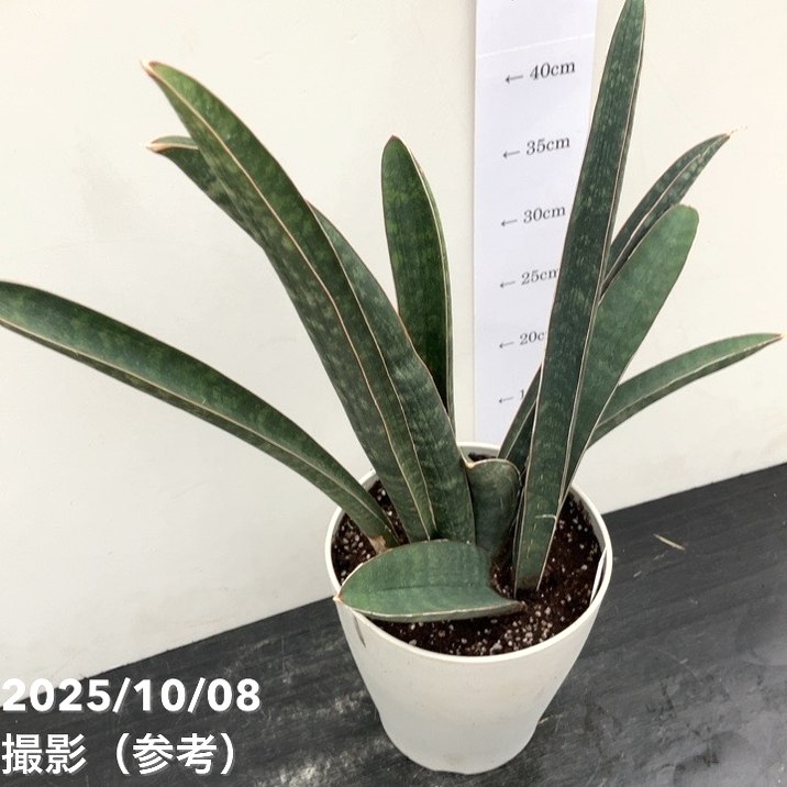 期間限定10％OFF！】【現品お届け】サンスベリア 6号 ベースボール