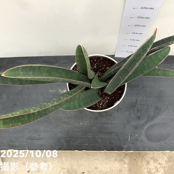 現品お届け】サンスベリア 6号 ベースボールバット プラ鉢（S204