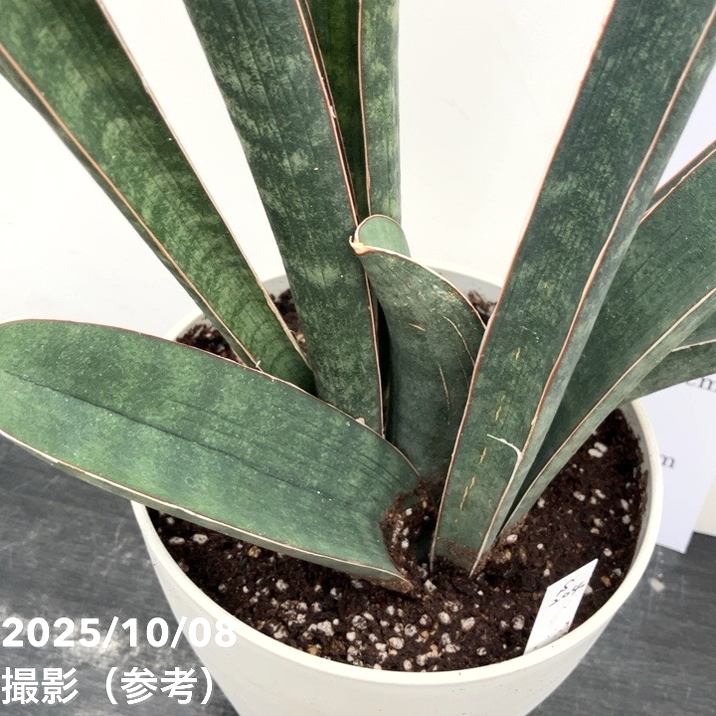 サンスベリア　ベースボールバット サンスベリア ベースボールバット｜観葉植物（屋内/屋外 可