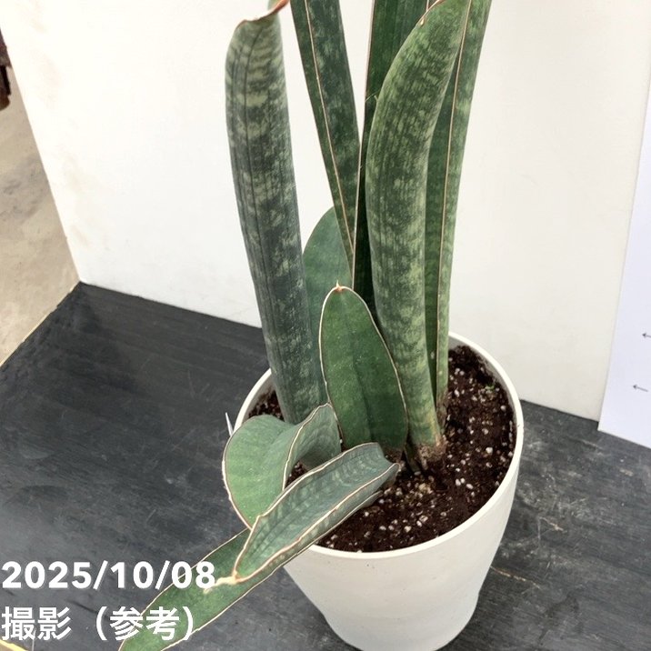 サンスベリア　ベースボールバット サンセベリア：ベースボールバット 5号鉢植え23-01 の通販