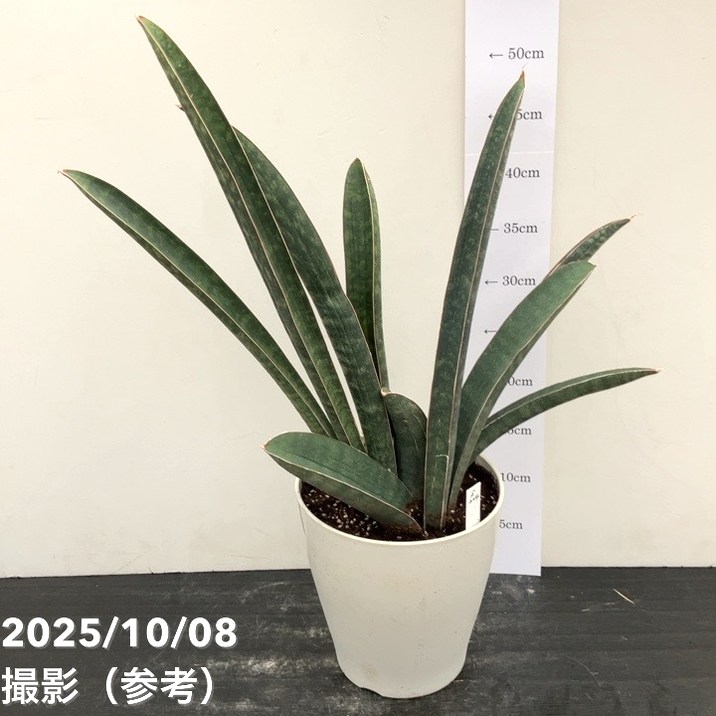 現品お届け】サンスベリア 6号 ベースボールバット プラ鉢（S204