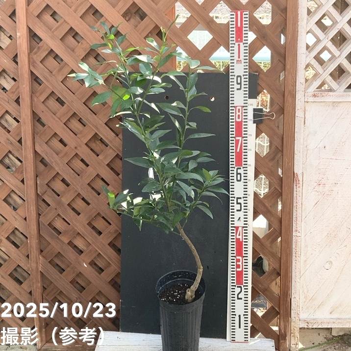 タンカン 5号ロングポット 2年生|柑橘|果樹04-PA