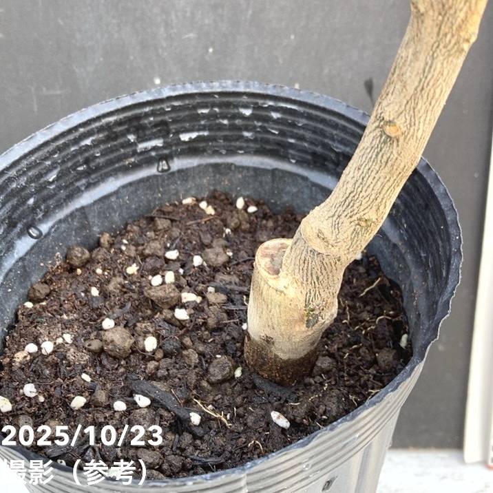 タンカン 5号ロングポット 2年生|柑橘|果樹04-PA