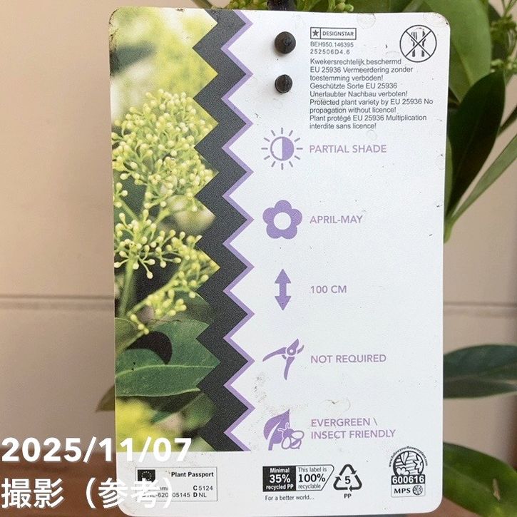 スキミア フィンチー 3.5号｜花木04-PA | 花木・庭木 | 赤塚植物園