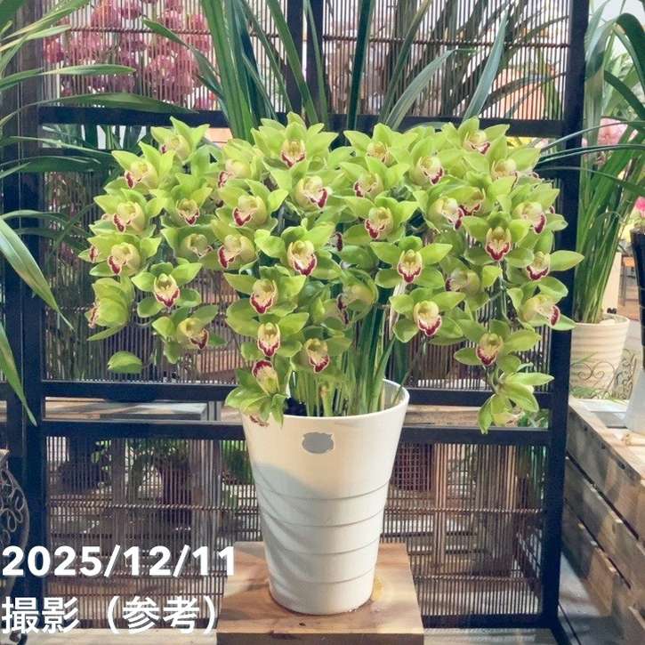 シンビジューム アーチ 7号陶器鉢 4本立 グリーンカルテット