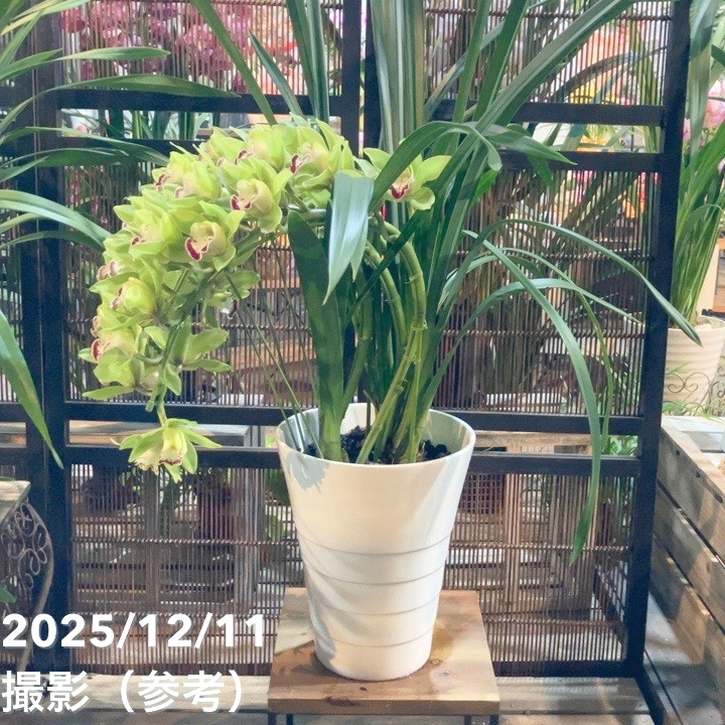 シンビジューム アーチ 7号陶器鉢 4本立 グリーンカルテット｜s200｜洋