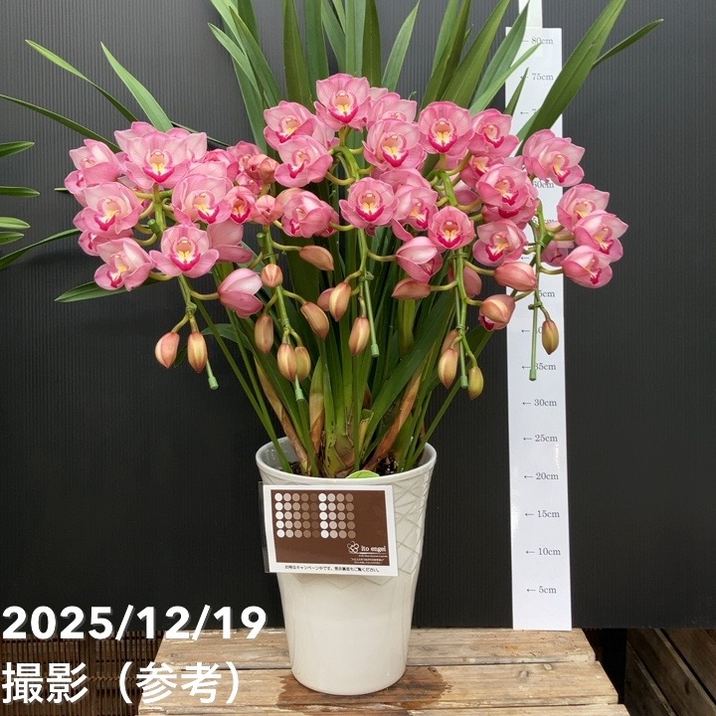 ☆シンビジューム☆ＣＹＭ　キラメキ☆アーチ型☆陶器7号鉢☆2F☆ シンビジューム アーチ 7号陶器鉢 4本立 ハナウタゲ｜s200｜洋蘭04-PA