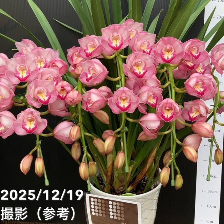 ☆シンビジューム☆ＣＹＭ　キラメキ☆アーチ型☆陶器7号鉢☆2F☆ ☆シンビジューム☆CYM キラメキ☆アーチ型☆陶器7号鉢☆2F☆