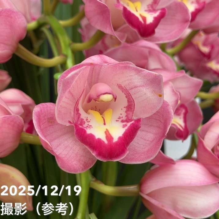 シンビジューム アーチ 7号陶器鉢 5本立 福助 フクスケ｜s200｜洋蘭04